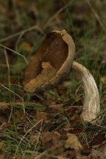 fungi-oct-29-2005-9.jpg