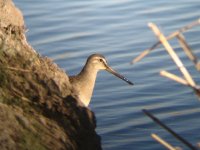 Same LB dowitcher small.JPG