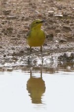 yellowwag030506b.jpg