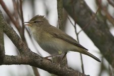 willowwarbler030506b.jpg