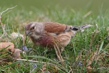 linnet260406c.jpg