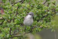 lesserwhitethroat260406b.jpg