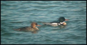 RB Mergansers 922-1.jpg