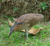 Malaysian_Night_Heron_2A.jpg