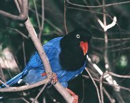 Taiwan Blue Magpie S.jpg