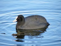 Coot_3180.jpg