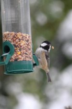 Coal tit compressed.jpg