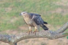 RS_Bonelli's Eagle?_Bangalore, India.jpg