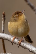 9325_Plain Prinia.jpg