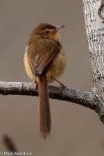 9329_Plain Prinia.jpg