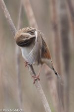 9401_Zitting Cisticola.jpg