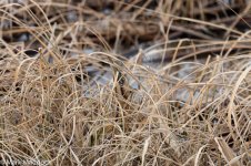 9406_Eurasian Bittern.jpg