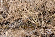 9441_Eurasian Bittern.jpg