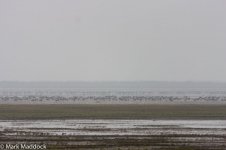 9493_Goose flock.jpg