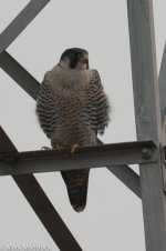 9530_Peregrine.jpg