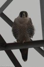 9531_Peregrine.jpg