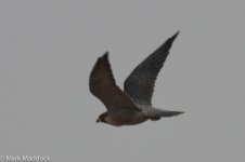 9546_Peregrine.jpg