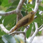 Tanager, Red-throated Ant, fem, Chacchoben 3498.jpg