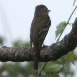 Flycatcher, Acadian, Chacchoben 3505.jpg