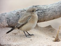 DesertWheatearDSC01372.jpg