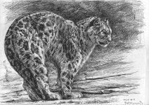 Snow-leopard--stretching.jpg