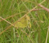 clouded yellow species 1.jpg