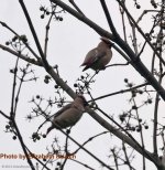 Jap Waxwing.jpg