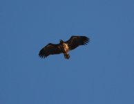 White-tailed Sea Eagle.jpg