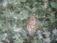 Song thrush 2R.jpg