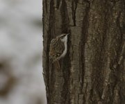 Eurasian Treecreeper.jpg