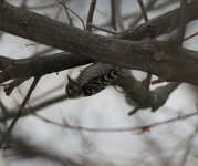 Japanese Pgymy Woodpecker.jpg
