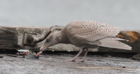 Glaucous 1.jpg