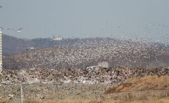 Jinzhou Bay Gulls 38932.jpg