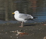 Mongolian Gull 3632.jpg