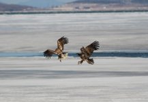 White-tailed Sea Eagles 88932.jpg