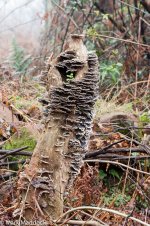 9237_Fungus stump.jpg