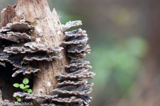 9239_Fungus stump.jpg