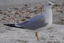 White-gull-01-sm.jpg