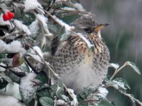 Fieldfare small - Back Garden, 18th Jan 2013.jpg