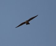 Peregrine Falcon 25256621.jpg