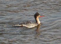 Red-breasted Merganser 4000293.jpg