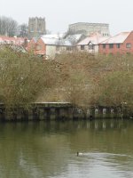 Pochard city (600x800).jpg