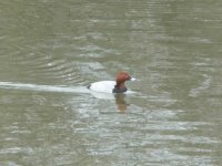 Pochard 1 (800x602).jpg