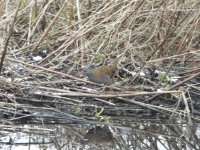 Water Rail (800x601).jpg