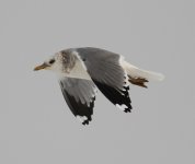 Common gull.jpg