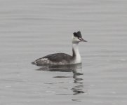 Great Crested Grebe.jpg