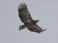 White-tailed Sea Eagle.jpg