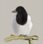 Magpie-21-01-2013.jpg