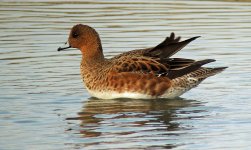 eurasian wigeon fem P310 stx95 dcb11 DSCN0378.jpg