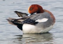 eurasian wigeon male P310 stx95 dcb11 DSCN0283.jpg